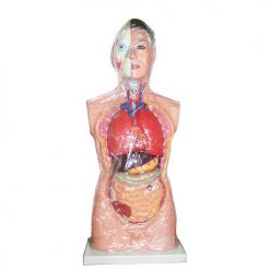 آناتومی بدن - مولاژ بدن انسان سایز یک یکم نیم تنه بالایی